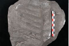 Foto (Detailansicht) von Senftenbergia crenata Lindl. et H. (NHMW-GEO-2024-0188-10950)